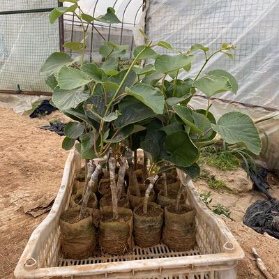 当网购园艺风靡一时 人人为阳台种植痴迷的全新模式