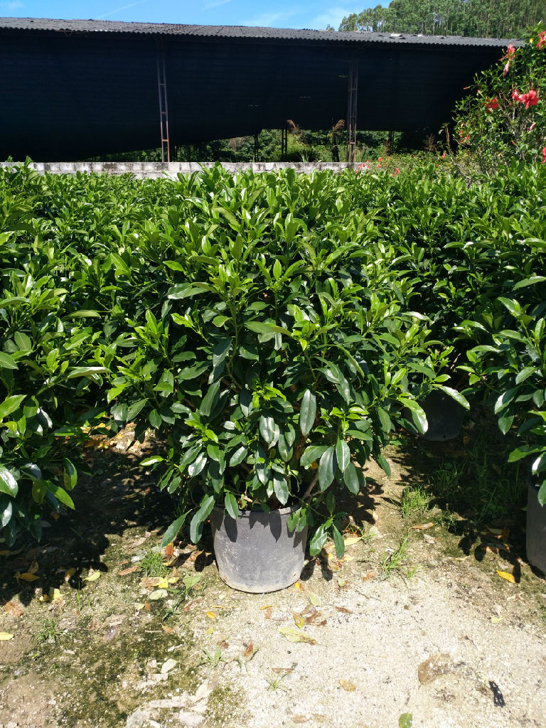 湖北非洲茉莉球 选择漳浦马口绿博园艺场的五大理由