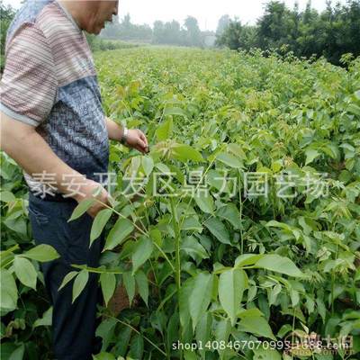 核桃苗栽培一文通 如何管理出稳产优势？