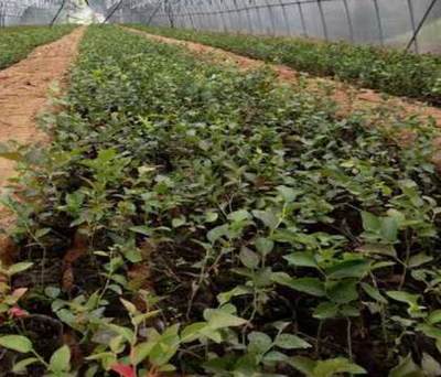 蓝莓小苗与夏普蓝莓苗种植园直销 泰安高新区北集坡诚萱园艺场