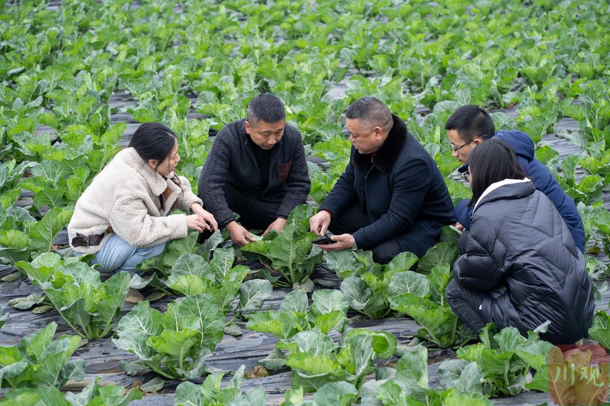 新疆农大设施园艺硕士零下32度面试,拿下四份果蔬种植龙头企业优质