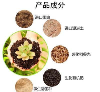 大包多肉专用营养土 从配方到使用的完整指南